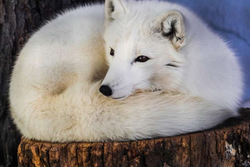 Plus belle randonnée Laponie