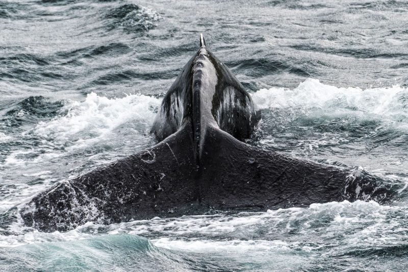 Observation des baleines Islande