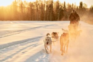 Balade en traîneau à chiens avec des huskys au Kaamos Lodge, Laponie