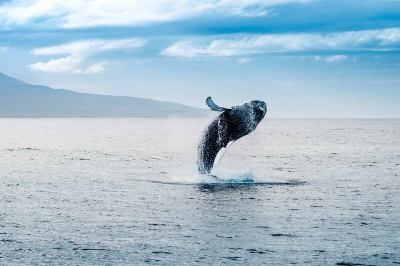 Vacances en famille avec enfants en Islande observation des baleines