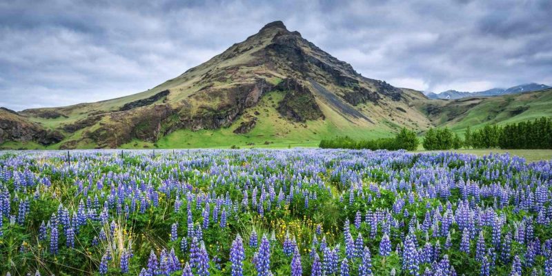 Islande-lupins-©-Nordic-4.jpg