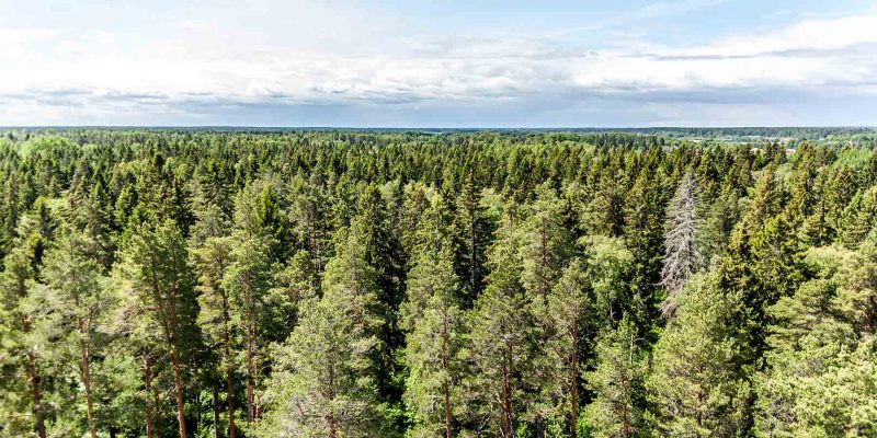 Forêts vierges à Åmot-Suède